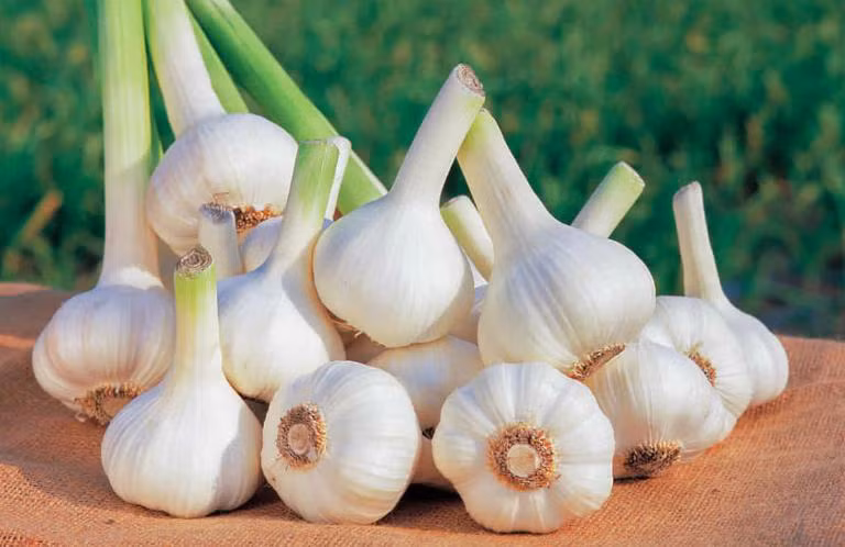 Trẻ nhỏ dùng tỏi có tốt không?