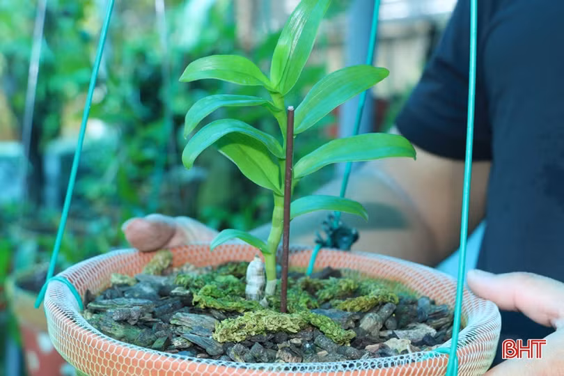 Vườn lan rừng tuyệt sắc của phó bí thư đoàn xã miền núi Hà Tĩnh
