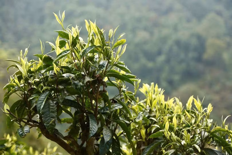 tra-shan-tuyet-1.jpg