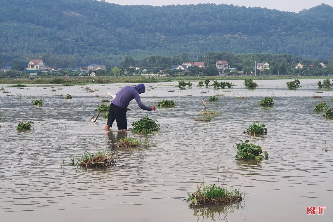 Thâm nhập các “trận địa” đánh bắt, sơ chế, tiêu thụ “chim trời” ở Hà Tĩnh
