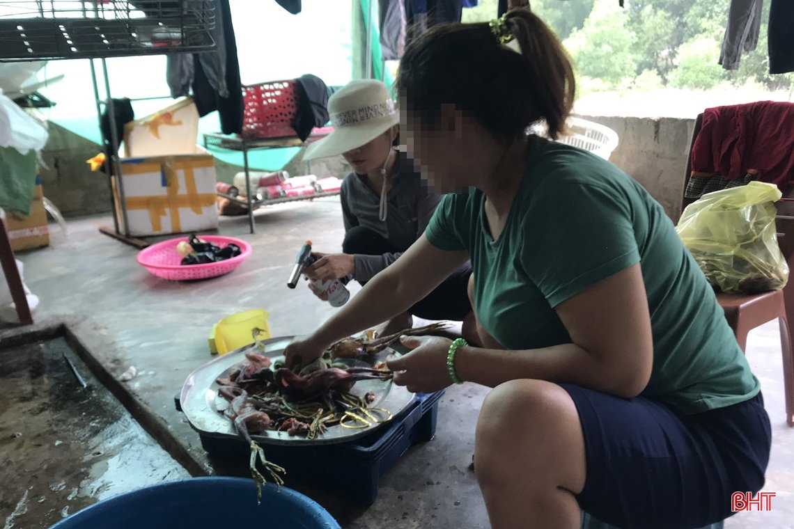 Thâm nhập các “trận địa” đánh bắt, sơ chế, tiêu thụ “chim trời” ở Hà Tĩnh