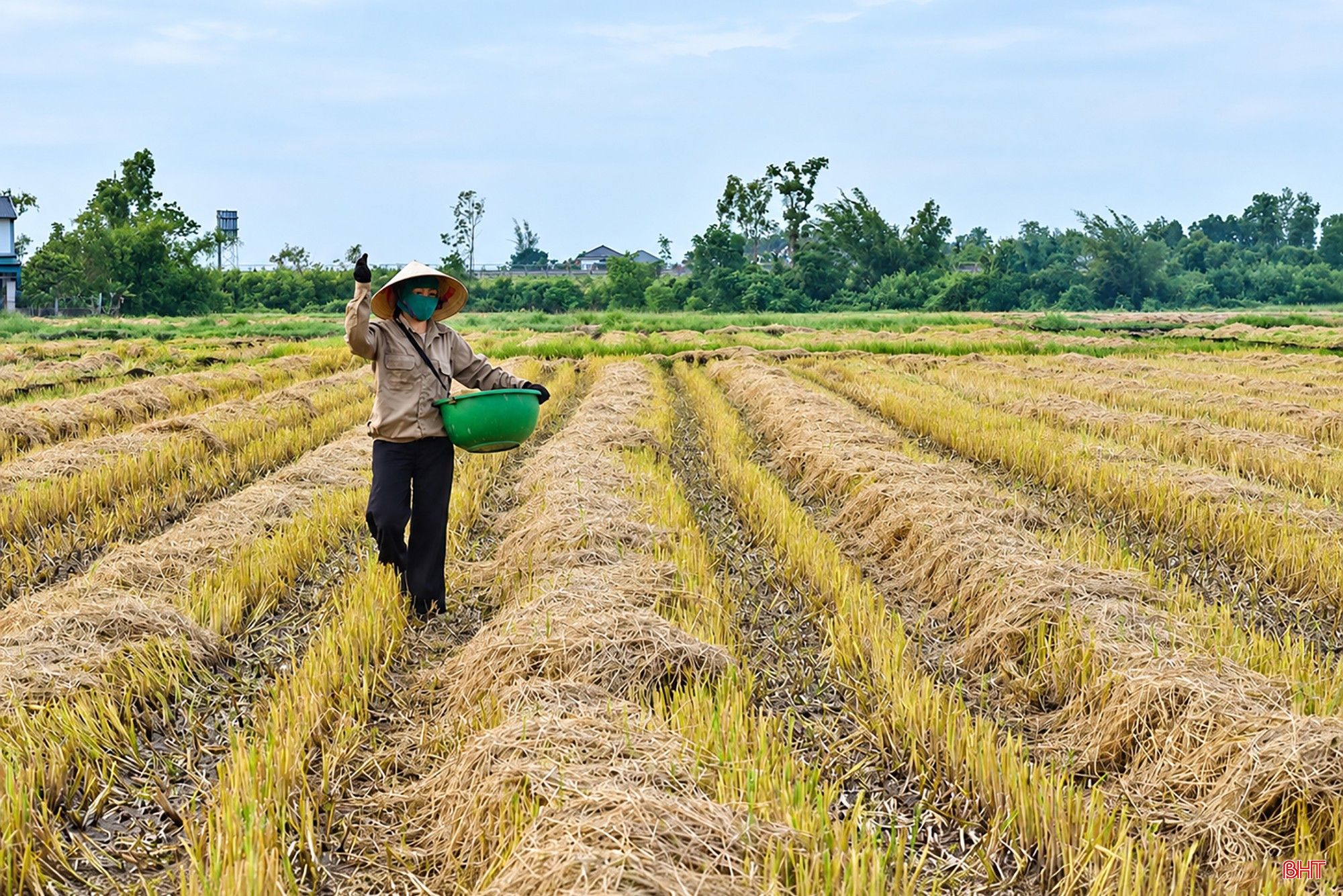bqbht_br_nguoi-nong-dan-giua-ruong-lua-gat-9680.jpg