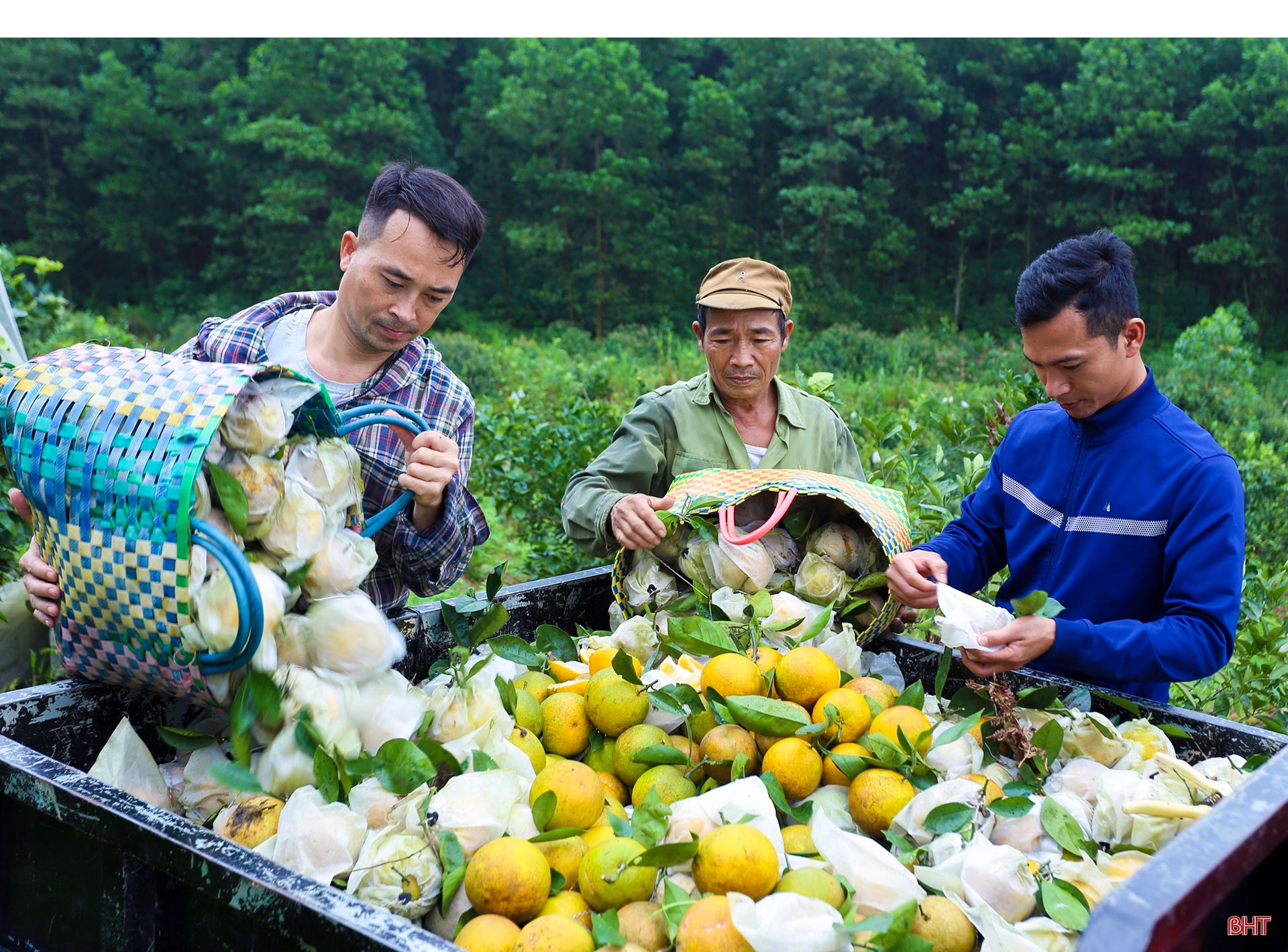 Mở đường cho đặc sản Hương Khê vươn xa (bài 1): Vang danh miền bưởi ngon, cam ngọt...