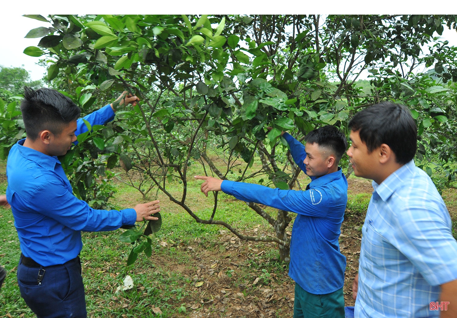 Mở đường cho đặc sản Hương Khê vươn xa (bài 1): Vang danh miền bưởi ngon, cam ngọt...