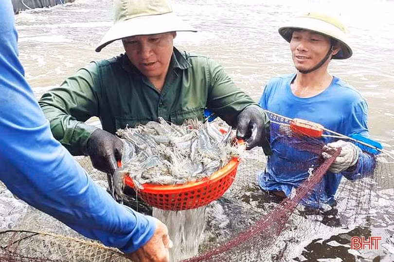 Nông dân Hà Tĩnh đầu tư tiền tỷ nuôi tôm công nghệ cao