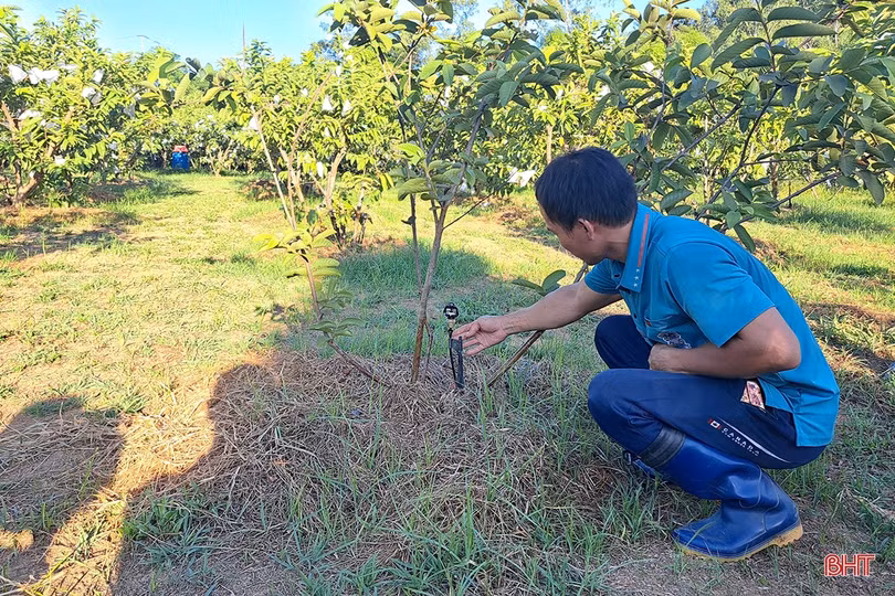 Xem vườn cây ăn quả màu mỡ của đôi vợ chồng trẻ ở xứ ca trù Hà Tĩnh