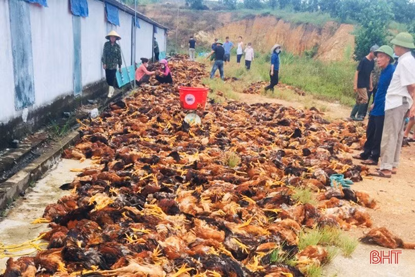 Chuyện “giải cứu” 10.000 con gà chết ngạt và tình người trong cơn hoạn nạn