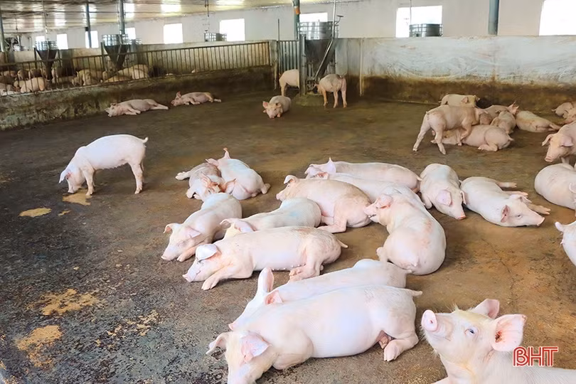 Một xã miền núi ở Vũ Quang có 90 mô hình cho thu nhập từ 100 triệu đồng/năm trở lên