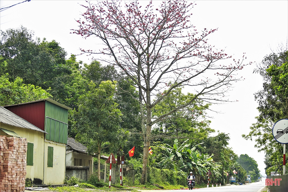 Chiêm ngưỡng vẻ đẹp quyến rũ mùa hoa gạo nở ở miền sơn cước Hà Tĩnh