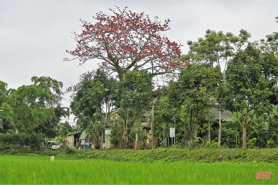 Chiêm ngưỡng vẻ đẹp quyến rũ mùa hoa gạo nở ở miền sơn cước Hà Tĩnh