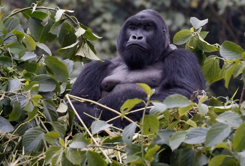 loai khi dot nui o rwanda dung tren bo vuc tuyet chung