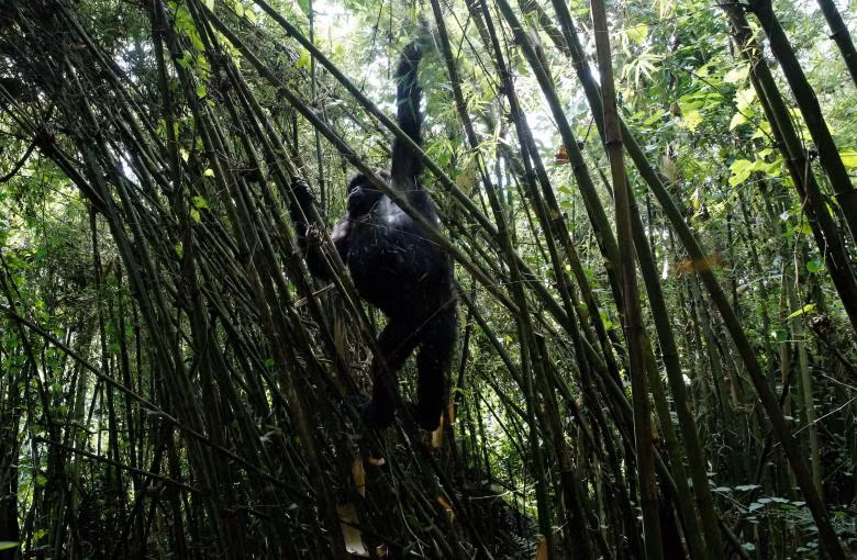 loai khi dot nui o rwanda dung tren bo vuc tuyet chung