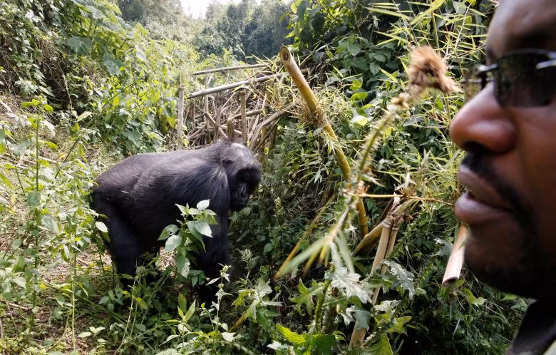 loai khi dot nui o rwanda dung tren bo vuc tuyet chung
