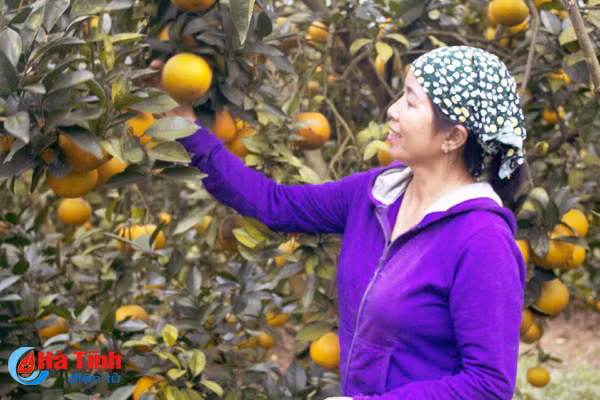 video ngat ngay vuon cam gan 30 tan qua cho thu tien ty