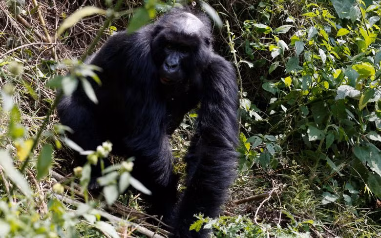 loai khi dot nui o rwanda dung tren bo vuc tuyet chung