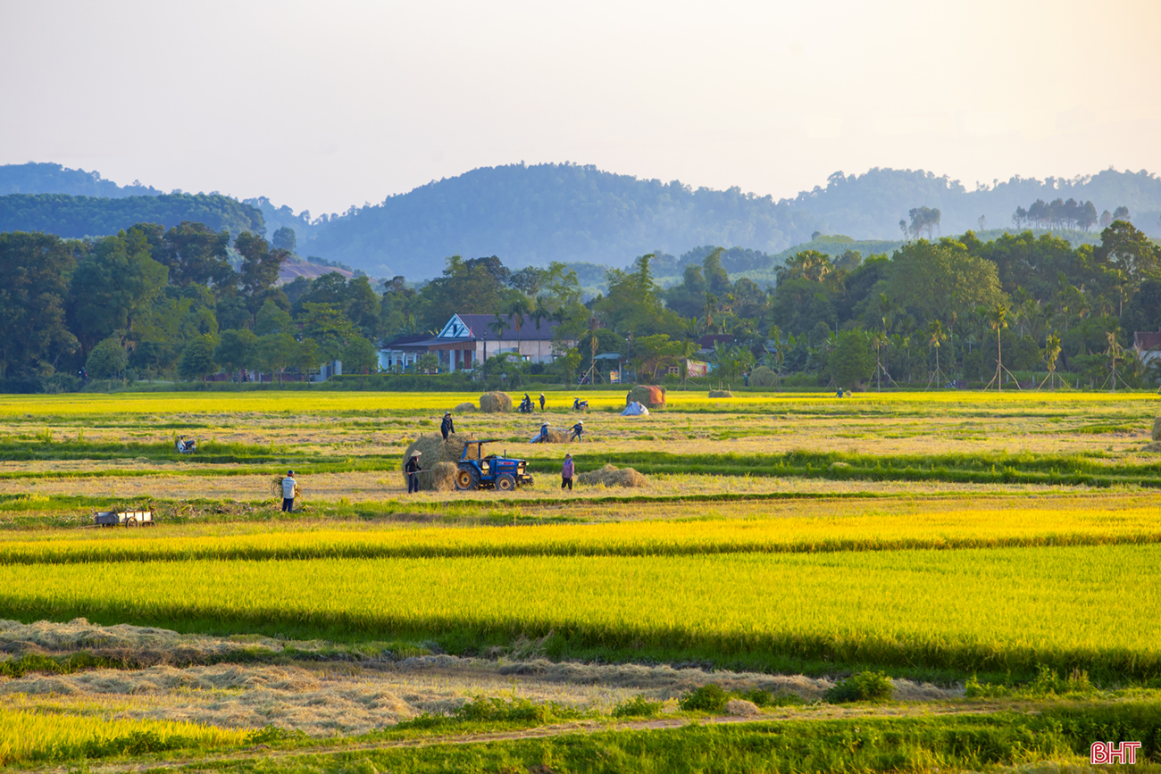 Sắc màu mùa gặt