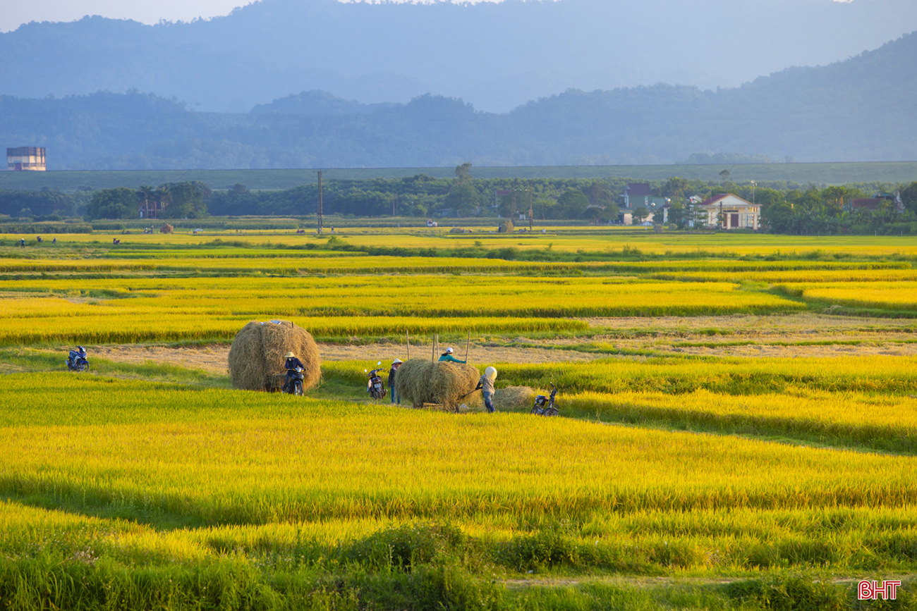 Sắc màu mùa gặt