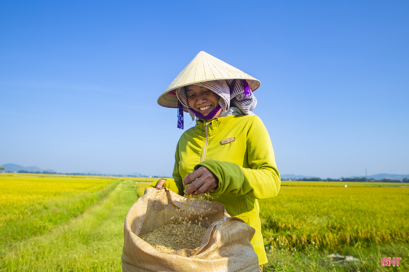 Sắc màu mùa gặt