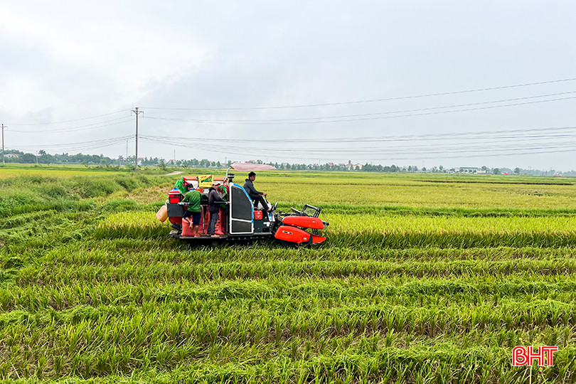 Huyện Đức Thọ phấn đấu đến ngày 15/5 sẽ hoàn thành thu hoạch lúa xuân 2024.