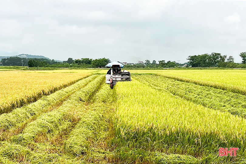 Thu hoạch lúa trên cánh đồng lớn ở xã Lâm Trung Thủy.