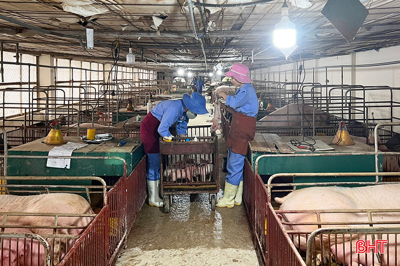 Ngành chăn nuôi Hà Tĩnh đang gặp nhiều khó khăn.