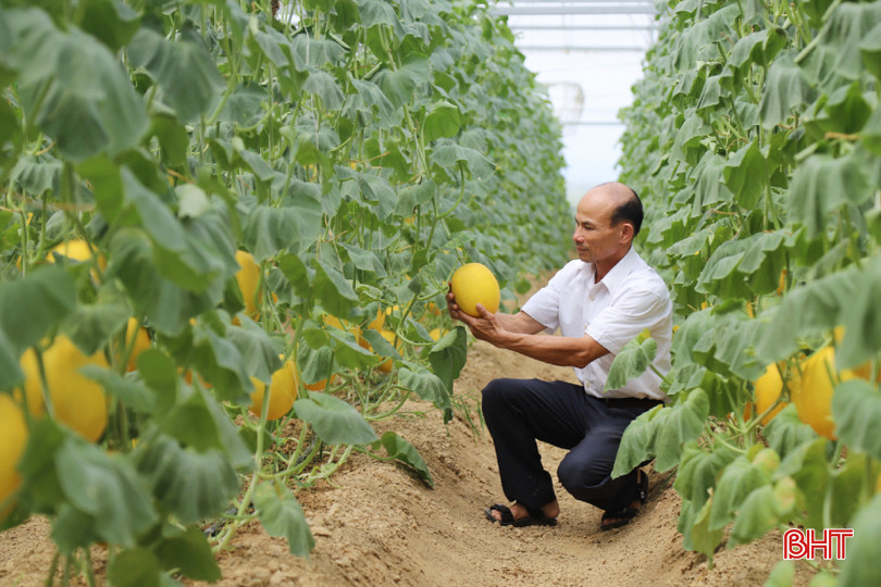 Hiện, vườn dưa lưới của anh Báu cùng 5 hộ dân đang trồng 3 giống gồm TL3, Hami KQ, Hami 88 theo tiêu chuẩn VietGap. Theo đánh giá của người trồng, đây là các giống dưa phát triển khỏe, quả to chắc, có vị ngọt thanh và giòn.