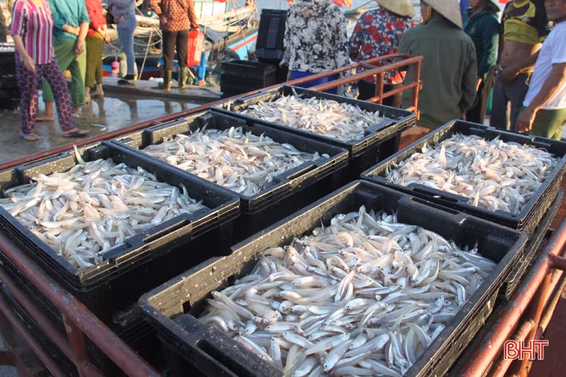 Ra khơi đầu năm mới, ngư dân Hà Tĩnh trúng đậm cá cơm