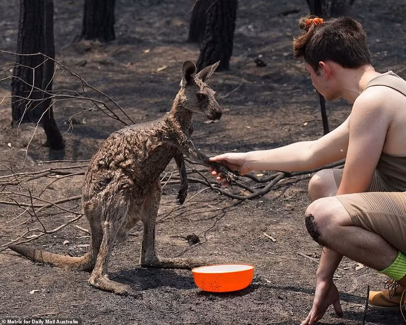 Hình ảnh tàn khốc về thảm họa cháy rừng ở Australia