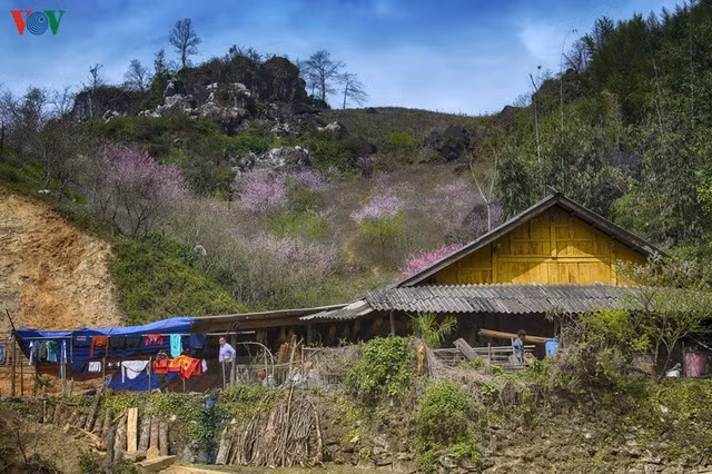 Sa Pa đẹp ngất ngây khi mùa xuân về