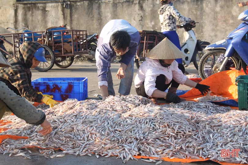 Ra khơi đầu năm mới, ngư dân Hà Tĩnh trúng đậm cá cơm