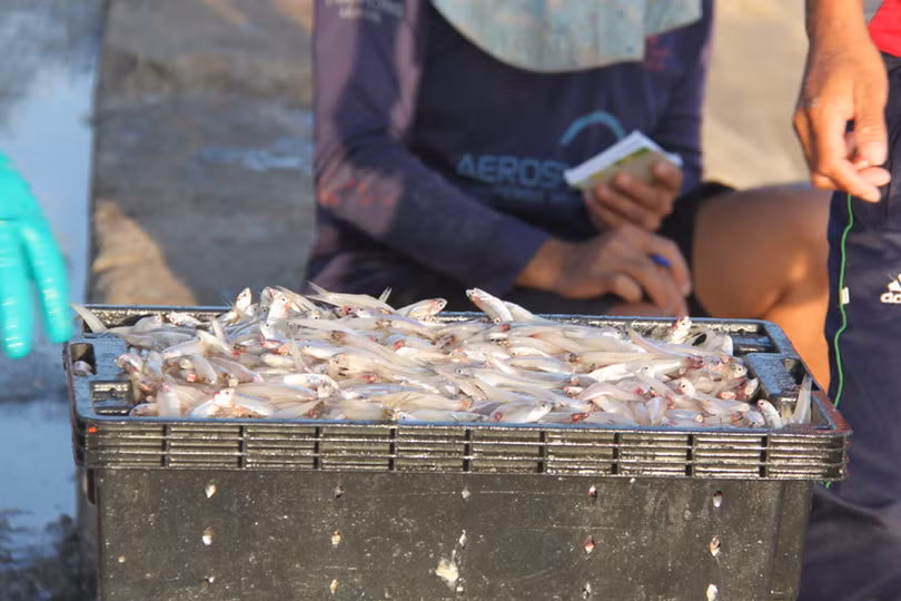 Ra khơi đầu năm mới, ngư dân Hà Tĩnh trúng đậm cá cơm