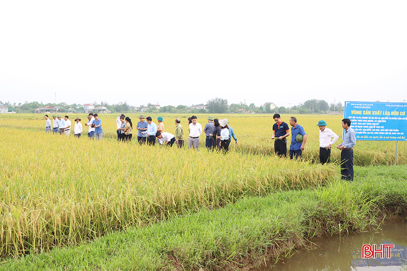 Đại biểu tham quan mô hình sản xuất lúa theo hướng hữu cơ ở thôn Bình Quang, xã Cẩm Bình.