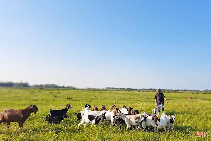 Lão nông ở Nghi Xuân chia sẻ bí quyết làm giàu từ nuôi dê Boer