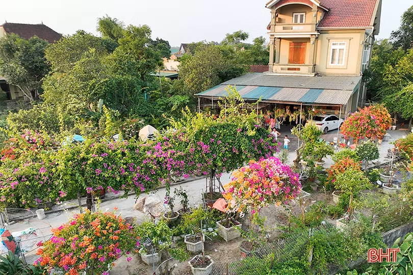 Ngắm dàn hoa giấy rực rỡ nơi miền nông thôn mới Nghi Xuân
