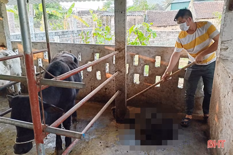 Chờ “gom” trâu, bò về một khu vực