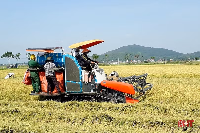 Can Lộc cơ bản hoàn thành thu hoạch lúa xuân 