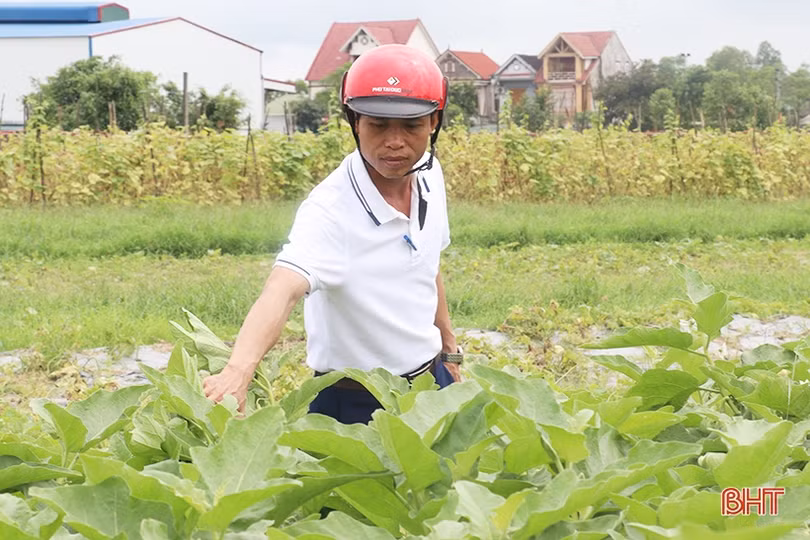 Cà dừa được giá, nông dân Thạch Liên phấn khởi thu hoạch