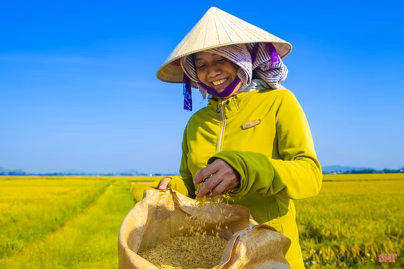 Sắc màu Rú Chá mùa trổ bông