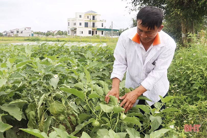 Cà dừa được giá, nông dân Thạch Liên phấn khởi thu hoạch