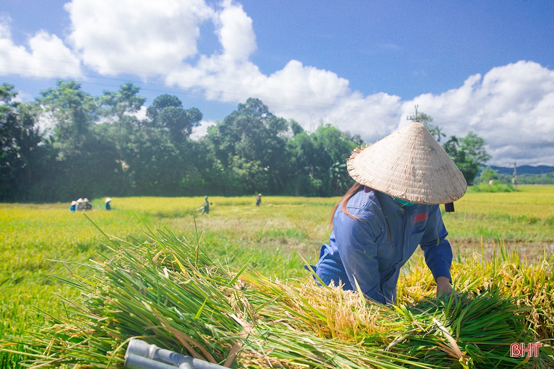 Sau mưa lớn, nông dân Hà Tĩnh hối hả ra đồng thu hoạch gọn lúa hè thu