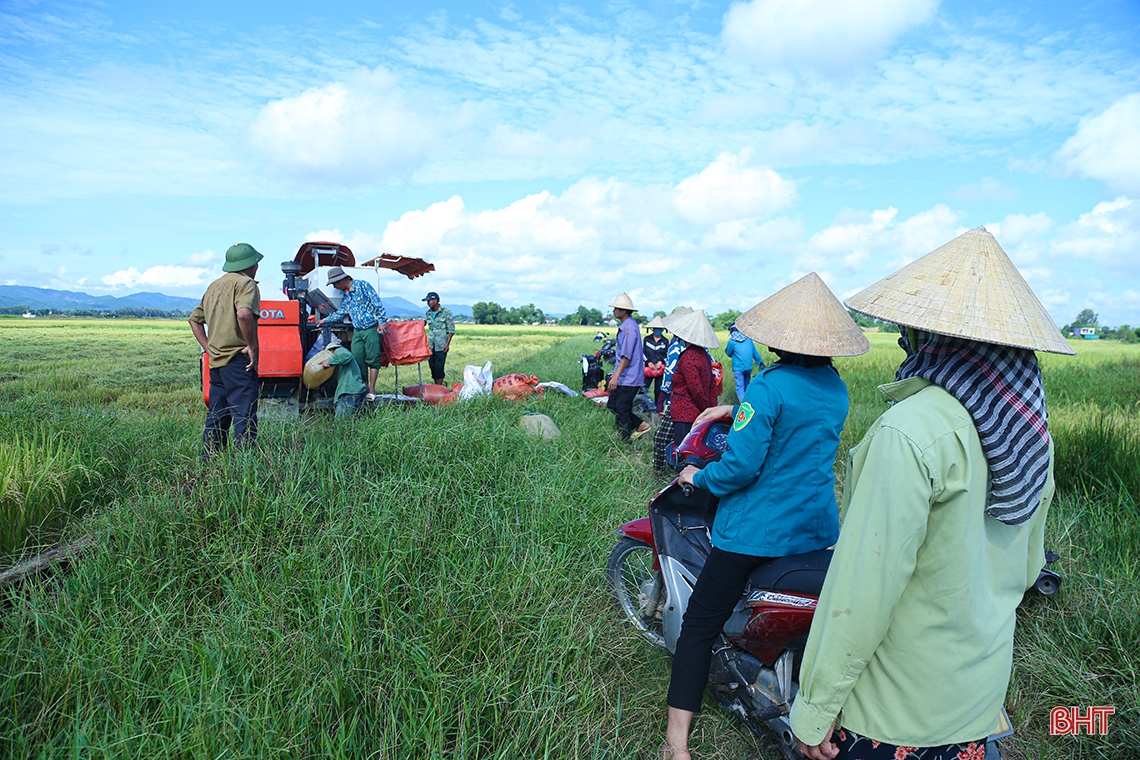 Sau mưa lớn, nông dân Hà Tĩnh hối hả ra đồng thu hoạch gọn lúa hè thu