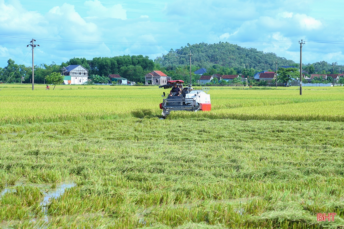 Sau mưa lớn, nông dân Hà Tĩnh hối hả ra đồng thu hoạch gọn lúa hè thu