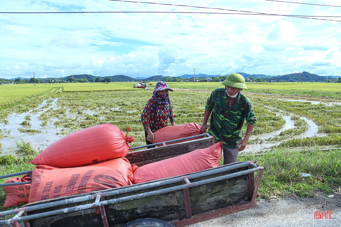 Sau mưa lớn, nông dân Hà Tĩnh hối hả ra đồng thu hoạch gọn lúa hè thu