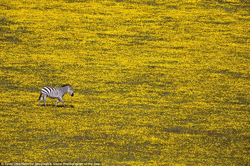 ngat ngay truoc loat anh du thi national geographic 2016