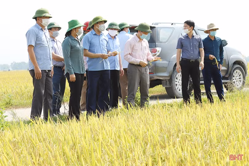 Triển khai sản xuất hè thu ứng phó an toàn với thời tiết và dịch bệnh Covid-19