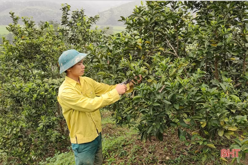 Người dân miền núi Vũ Quang tất bật chăm sóc cam, bưởi thời kỳ ra lộc