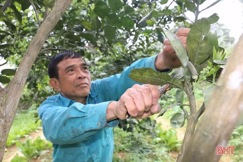 Người dân miền núi Vũ Quang tất bật chăm sóc cam, bưởi thời kỳ ra lộc