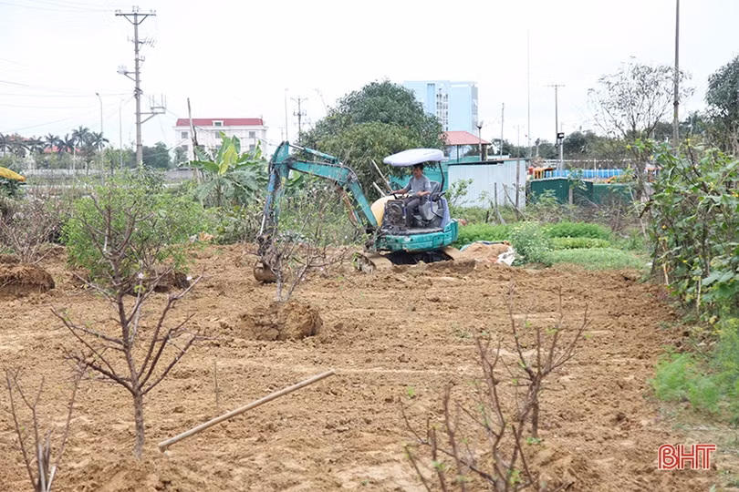 Tất bật “hồi sinh” đào sau tết