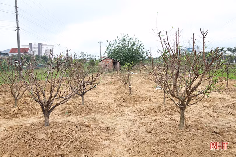 Tất bật “hồi sinh” đào sau tết