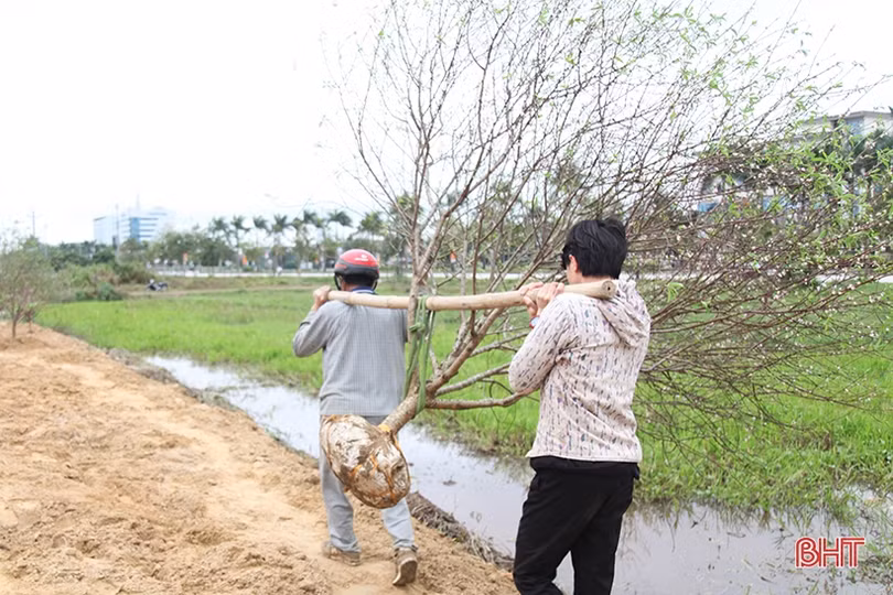 Tất bật “hồi sinh” đào sau tết